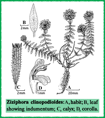 Ziziphora clinopodioides